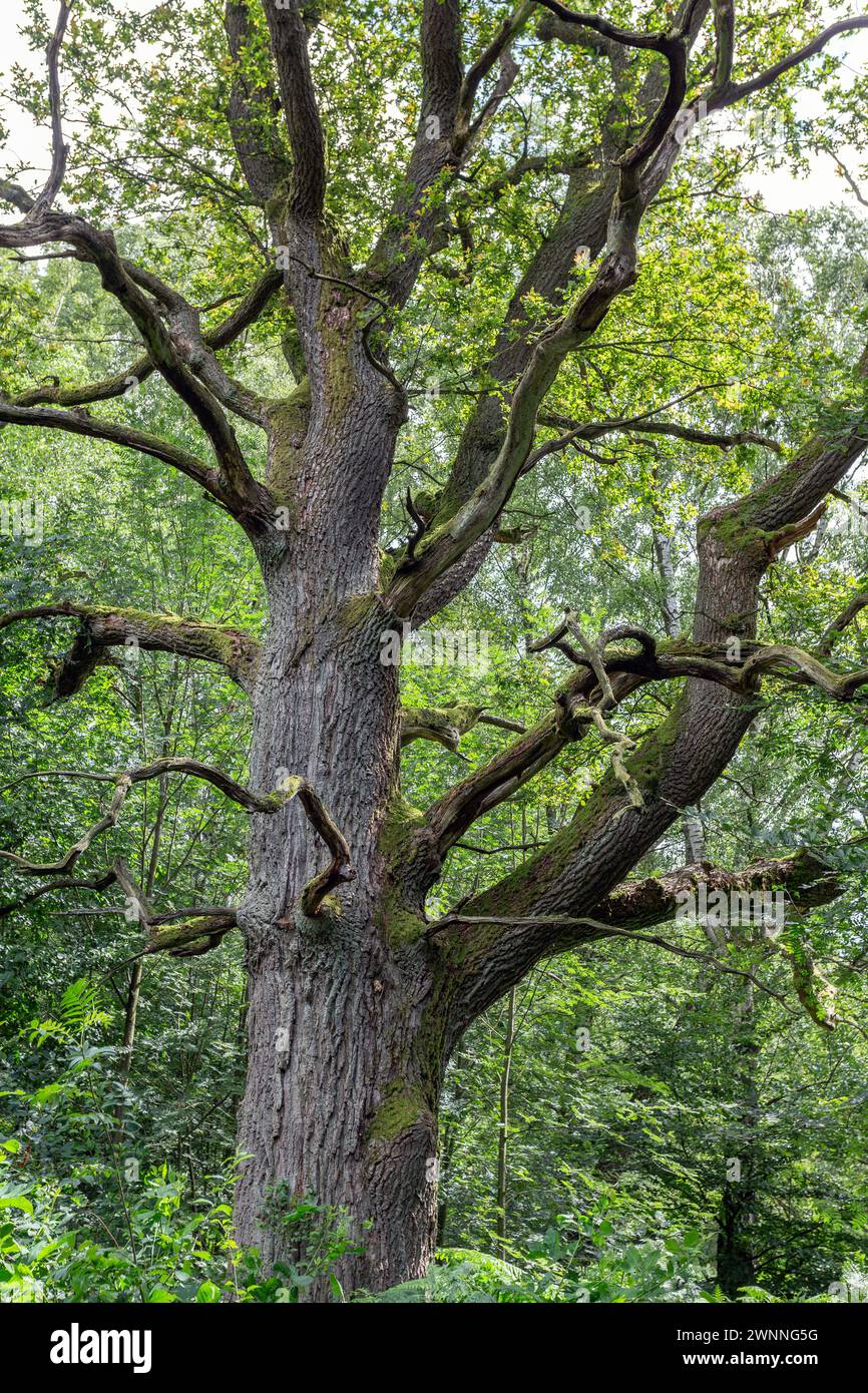 vecchio albero di quercia nella foresta Foto Stock
