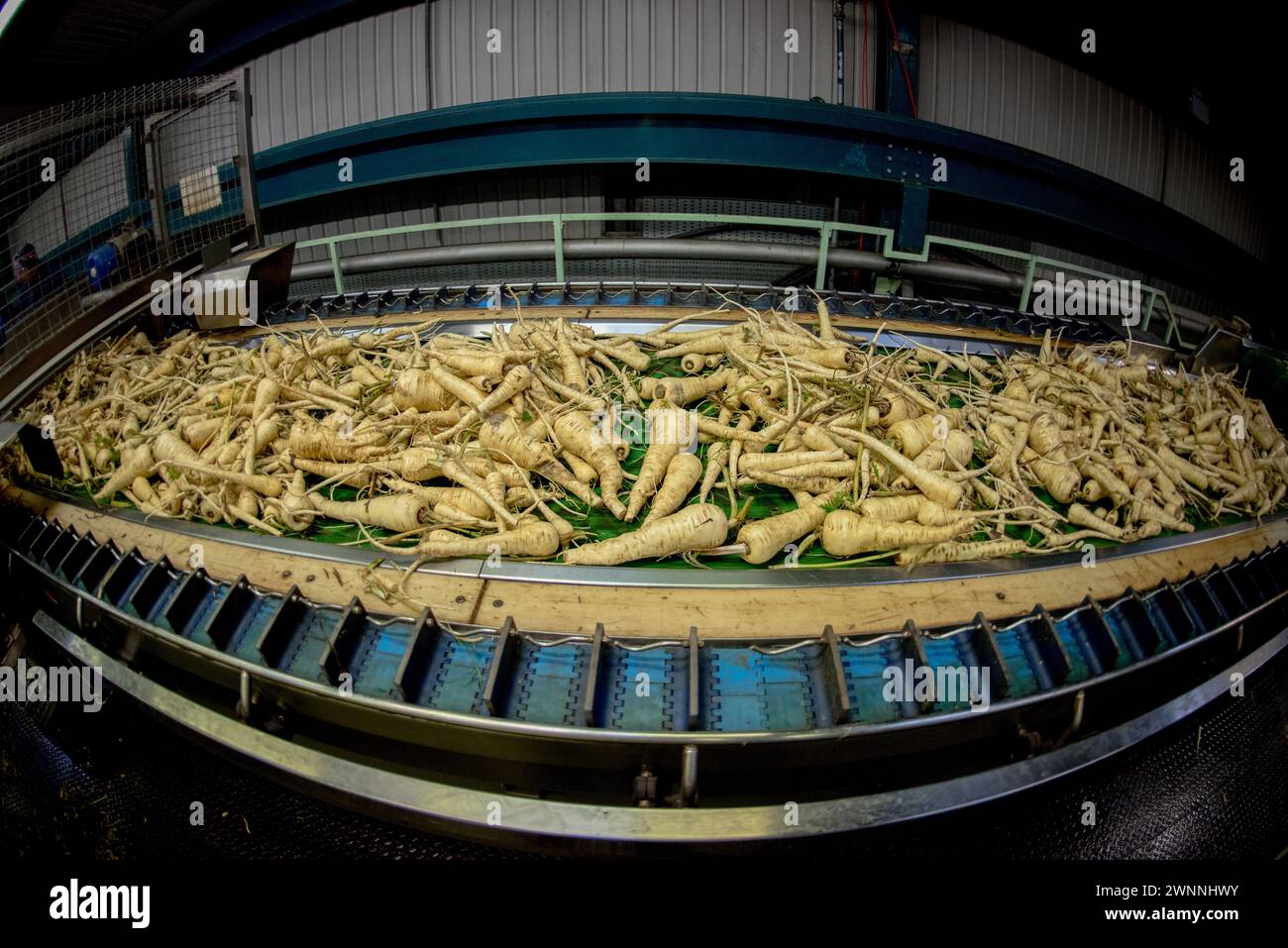 Image ©concesso in licenza a Parsons Media. 18/11/2015. , Regno Unito. Fabbrica di pastinache. Prepariamo pastinache per i supermercati in fabbrica nel nord-est dell'Inghilterra. Foto di Andrew Parsons / Parsons Media Foto Stock