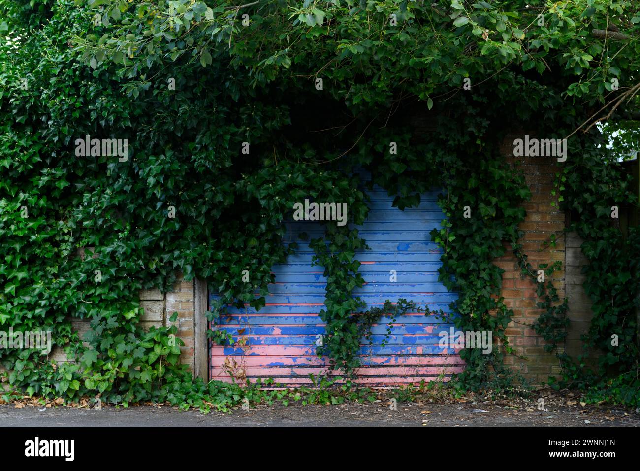 Un garage coperto di ivy Wessex Close, Basingstoke, Hampshire, Regno Unito. 30 agosto 2023 Foto Stock