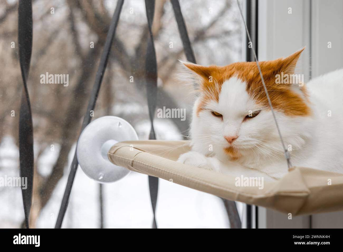 il gatto bianco giace in un letto sospeso. amaca per gatti installata sul finestrino. lettino per gatti appeso. Foto di alta qualità Foto Stock