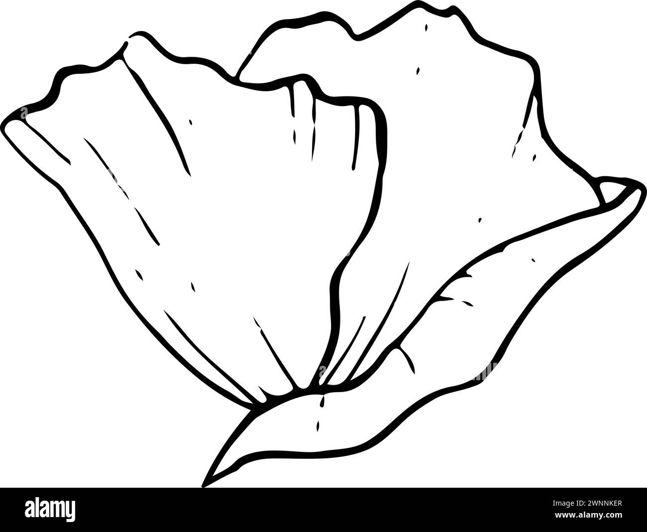 Semplice fiore bianco e nero con linea di anemone Illustrazione Vettoriale