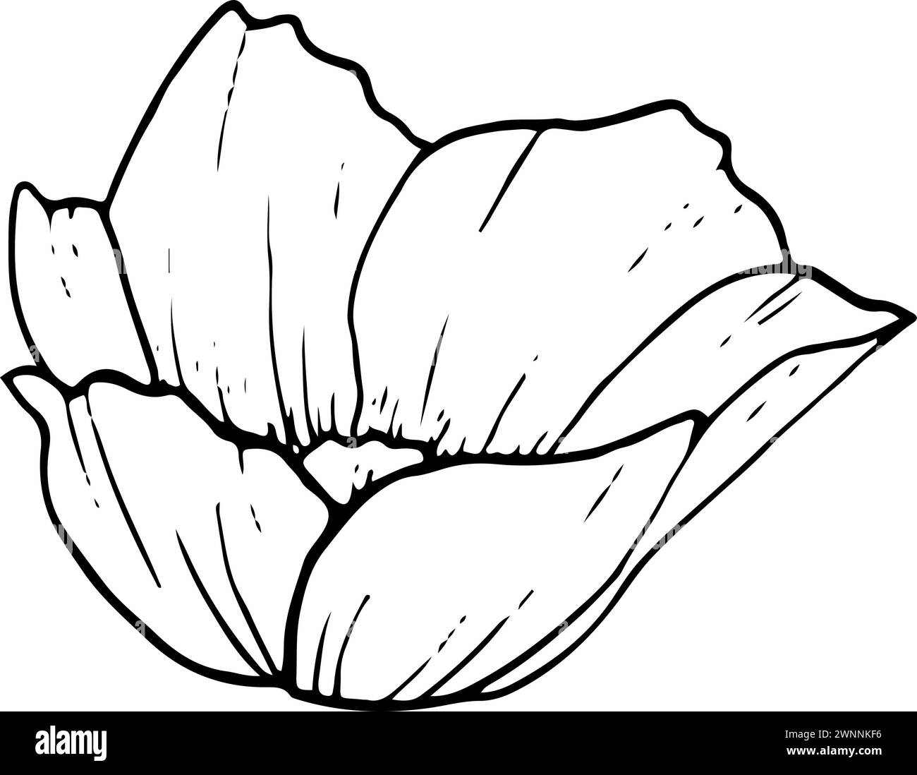 Fiore grafico a molla anemone bianco e nero Illustrazione Vettoriale