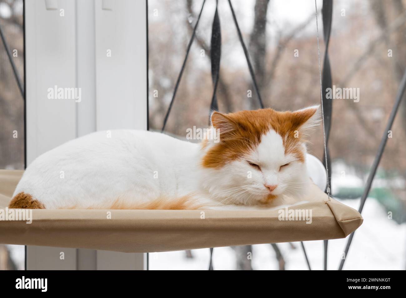 il gatto bianco giace in un letto sospeso. amaca per gatti installata sul finestrino. lettino per gatti appeso. Foto di alta qualità Foto Stock