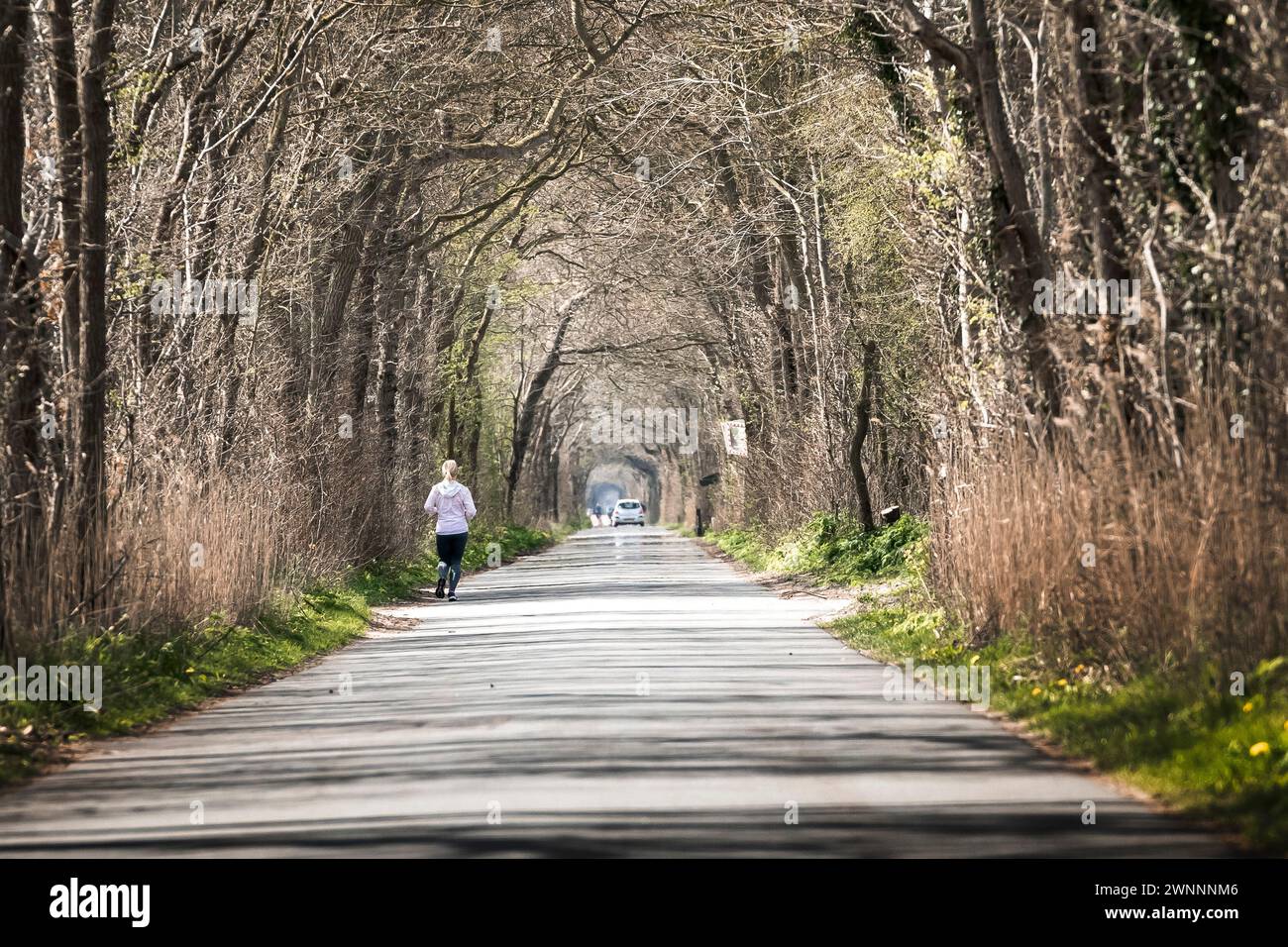 Strada con donna in corsa e auto di passaggio che passa attraverso gli alberi strada circondata con effetto tunnel in un giorno primaverile di aprile, Olanda settentrionale, Paesi Bassi Foto Stock