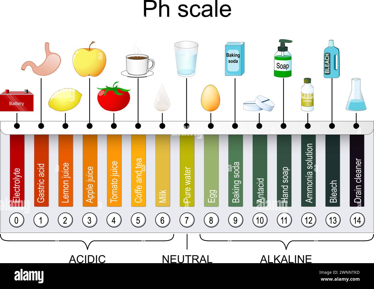 Scala pH. Indicatore universale pH. Monitorare il pH per i livelli di alcaline e acidi. Tabella dei colori della carta al tornasole. illustrazione vettoriale Illustrazione Vettoriale