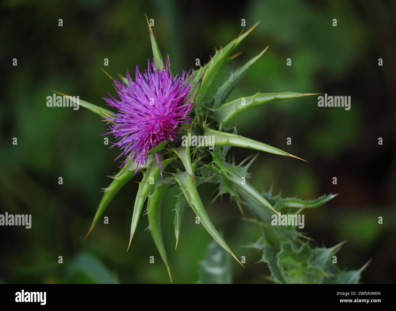 Primo piano di un Cardo del latte - Silybum marianum, noto anche come Maria o Cardo Santo, che cresce selvatico in Portogallo. messa a fuoco superficiale selettiva. Sfondo bokeh Foto Stock