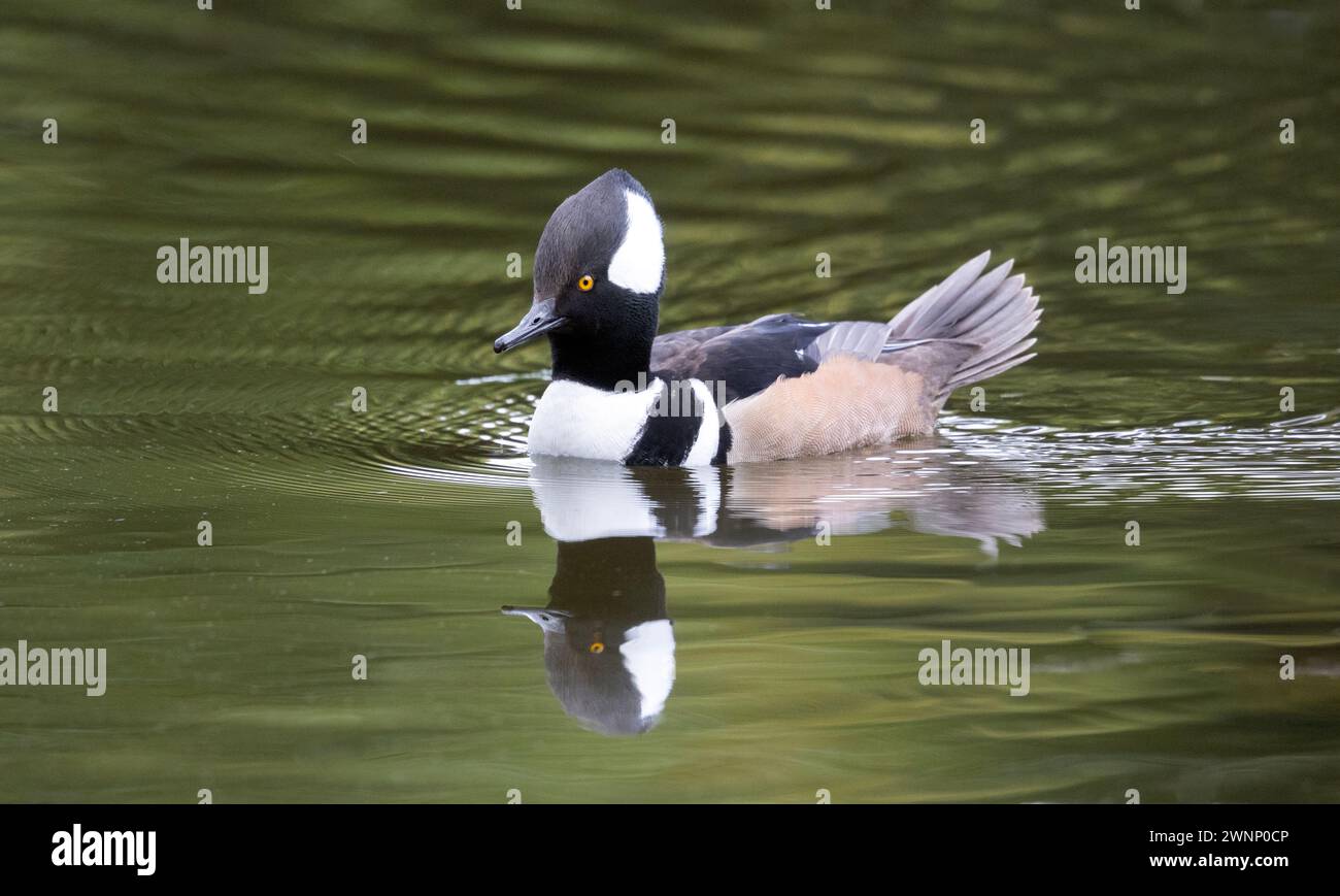 Cappuccio Merganser maschio con cappuccio e riflesso Foto Stock