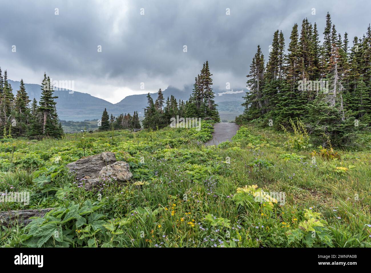 Il marciapiede di cemento conduce alla testata del lago nascosto presso il Logan Pass Visitor Center nel Glacier National Park in Montana Foto Stock