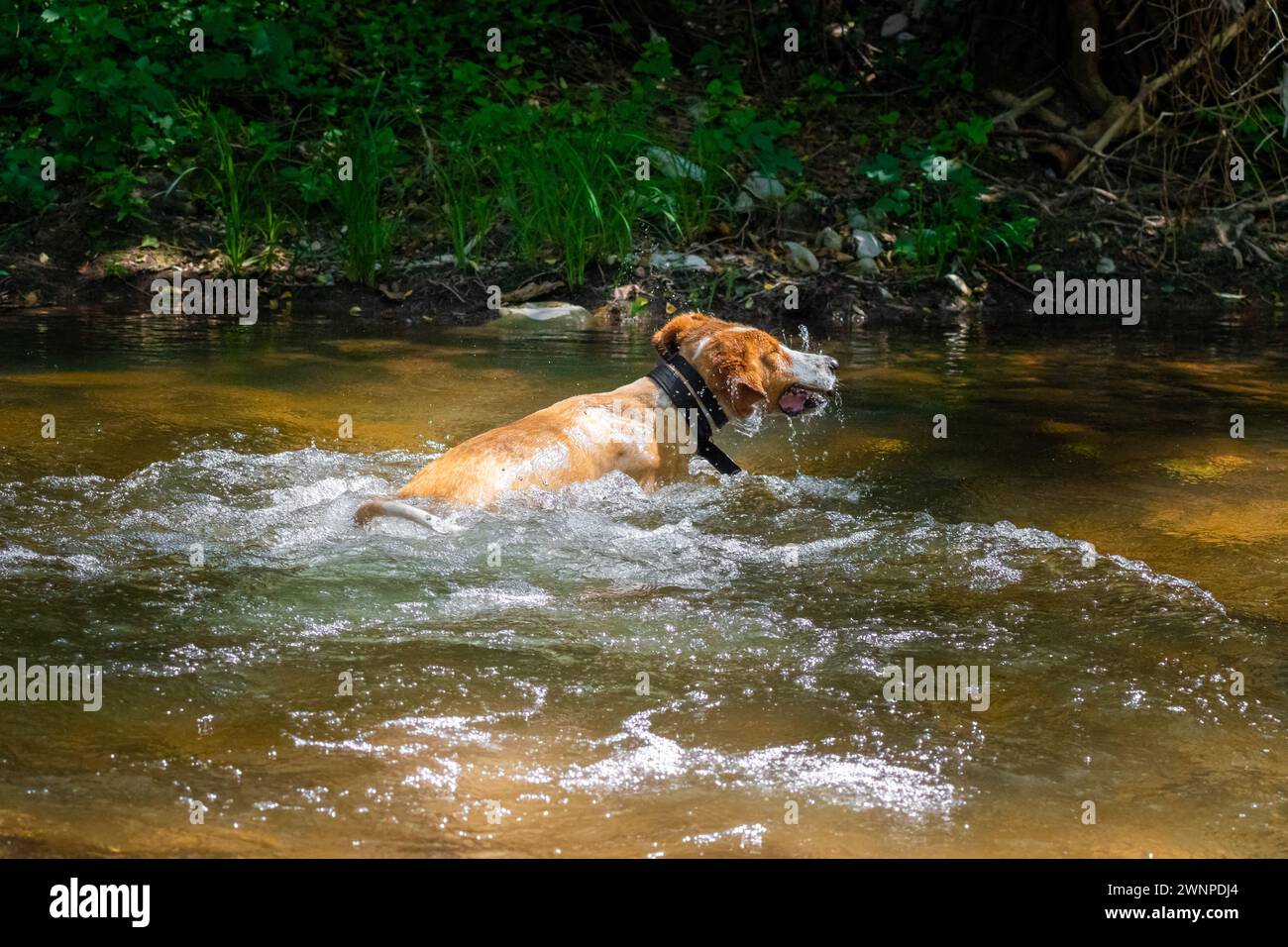 Cane che nuota nel fiume fangoso. Foto Stock