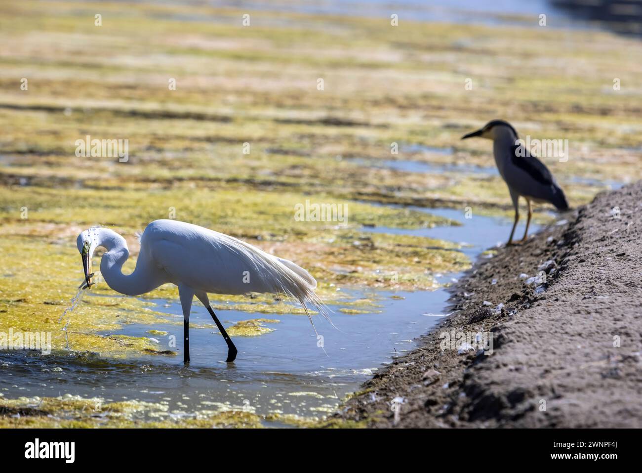 Una grande Egret, con un grande Heron Blu (forma blu immatura) sullo sfondo, occhi pesci sotto la superficie nella laguna di Malibu. Foto Stock