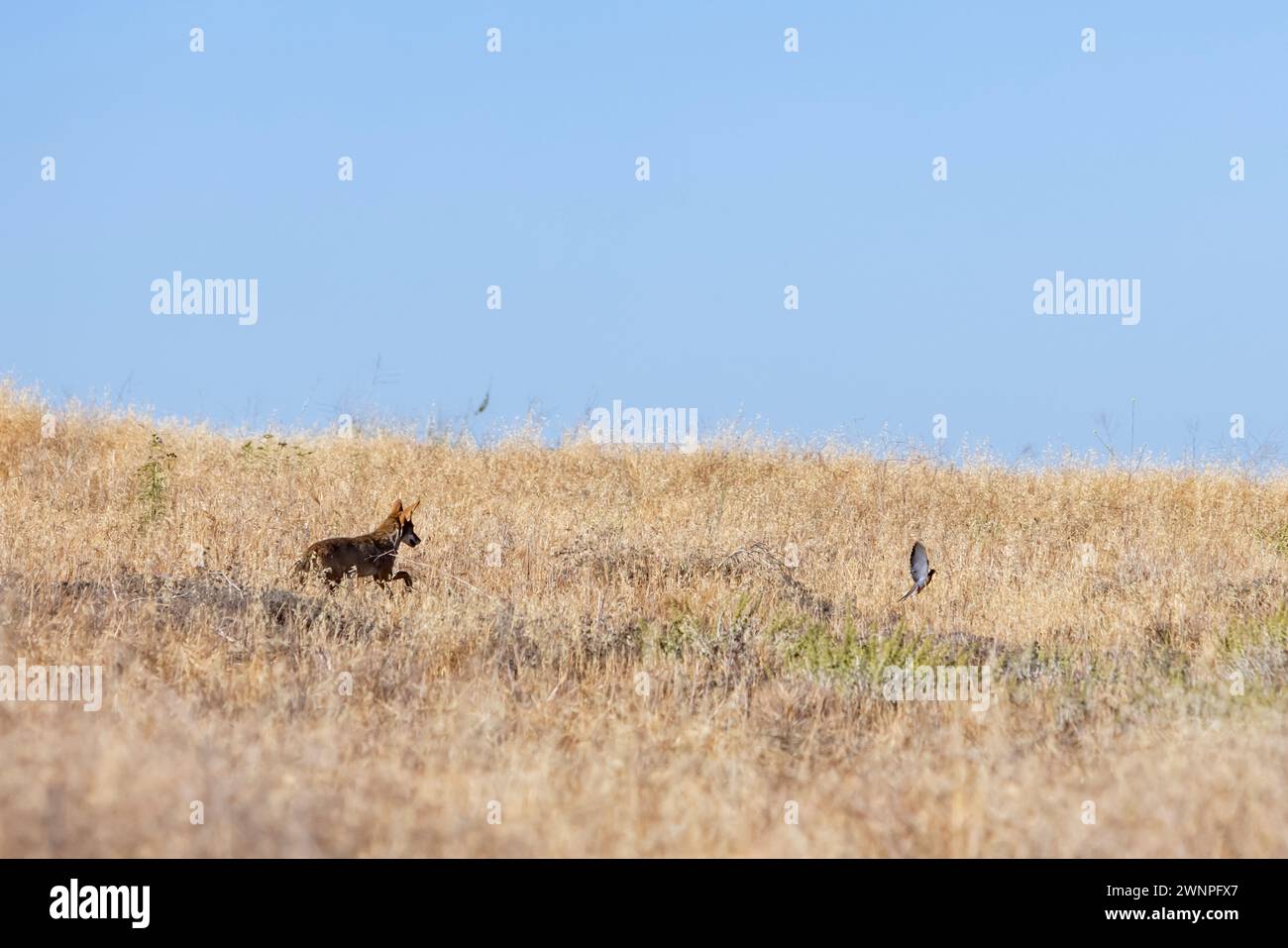 Un coyote ti insegue brevemente, ma non è in grado di catturare un uccello mentre fugge dalla macchia sulle colline delle montagne di Santa Monica. Foto Stock