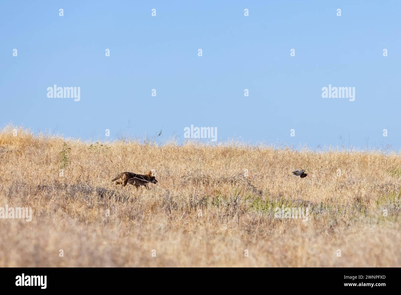 Un coyote ti insegue brevemente, ma non è in grado di catturare un uccello mentre fugge dalla macchia sulle colline delle montagne di Santa Monica. Foto Stock
