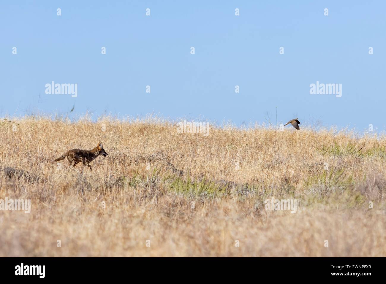 Un coyote ti insegue brevemente, ma non è in grado di catturare un uccello mentre fugge dalla macchia sulle colline delle montagne di Santa Monica. Foto Stock