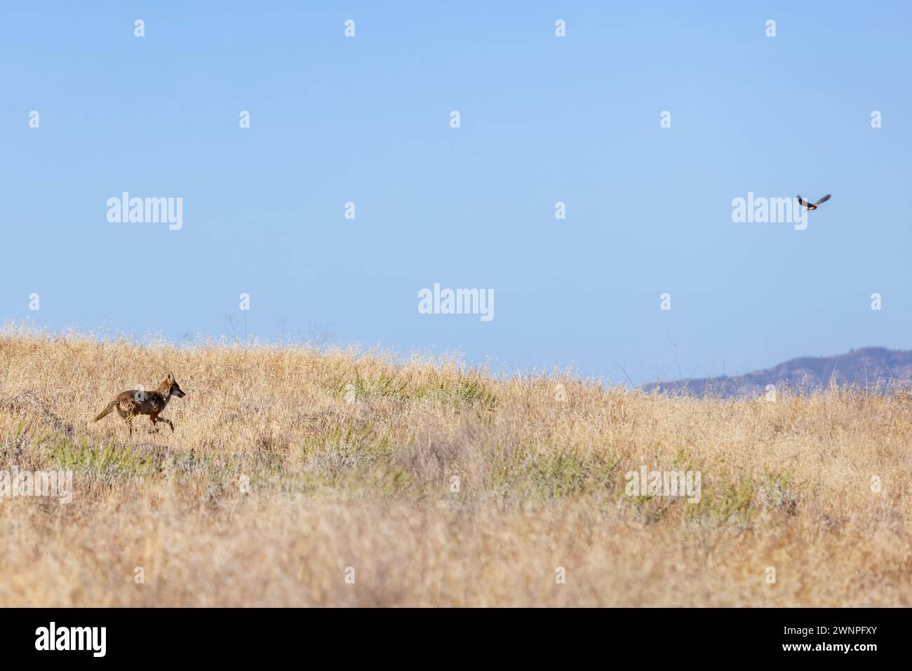 Un coyote ti insegue brevemente, ma non è in grado di catturare un uccello mentre fugge dalla macchia sulle colline delle montagne di Santa Monica. Foto Stock
