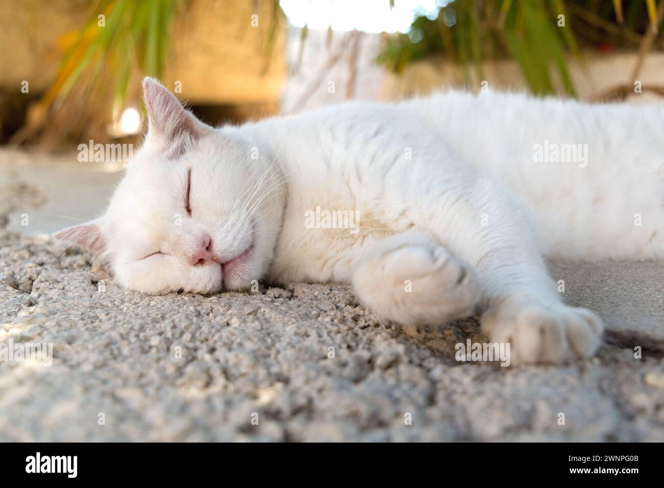Primo piano di un gatto bianco che dorme sulla pavimentazione di pietra, a Dubrovnik, Croazia. Foto Stock