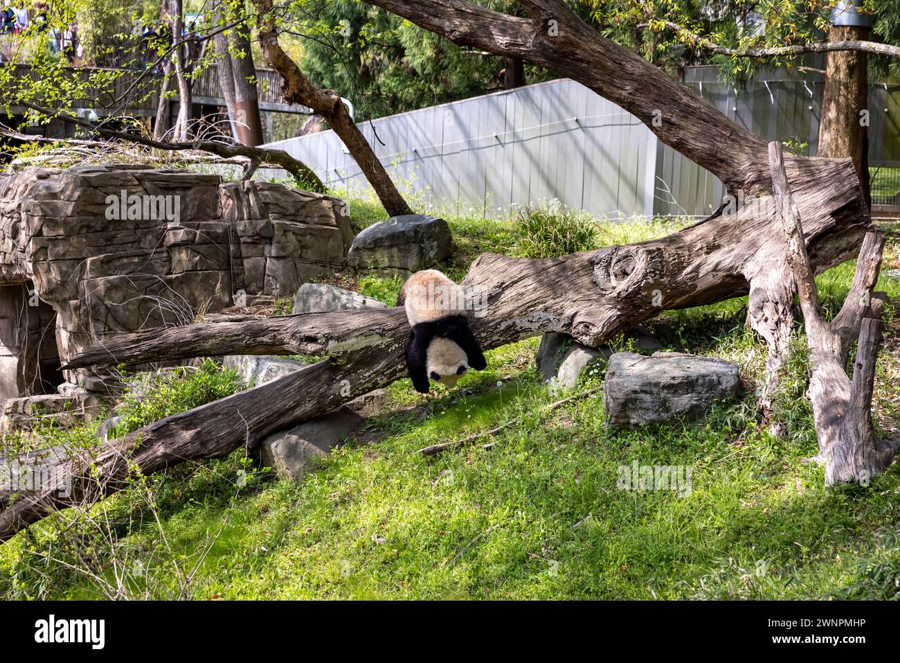 Washington D.C. ospita lo Smithsonian Zoo, lo zoo nazionale degli Stati Uniti, dove i Pandas furono in prestito dalla Cina fino al 2023. Foto Stock