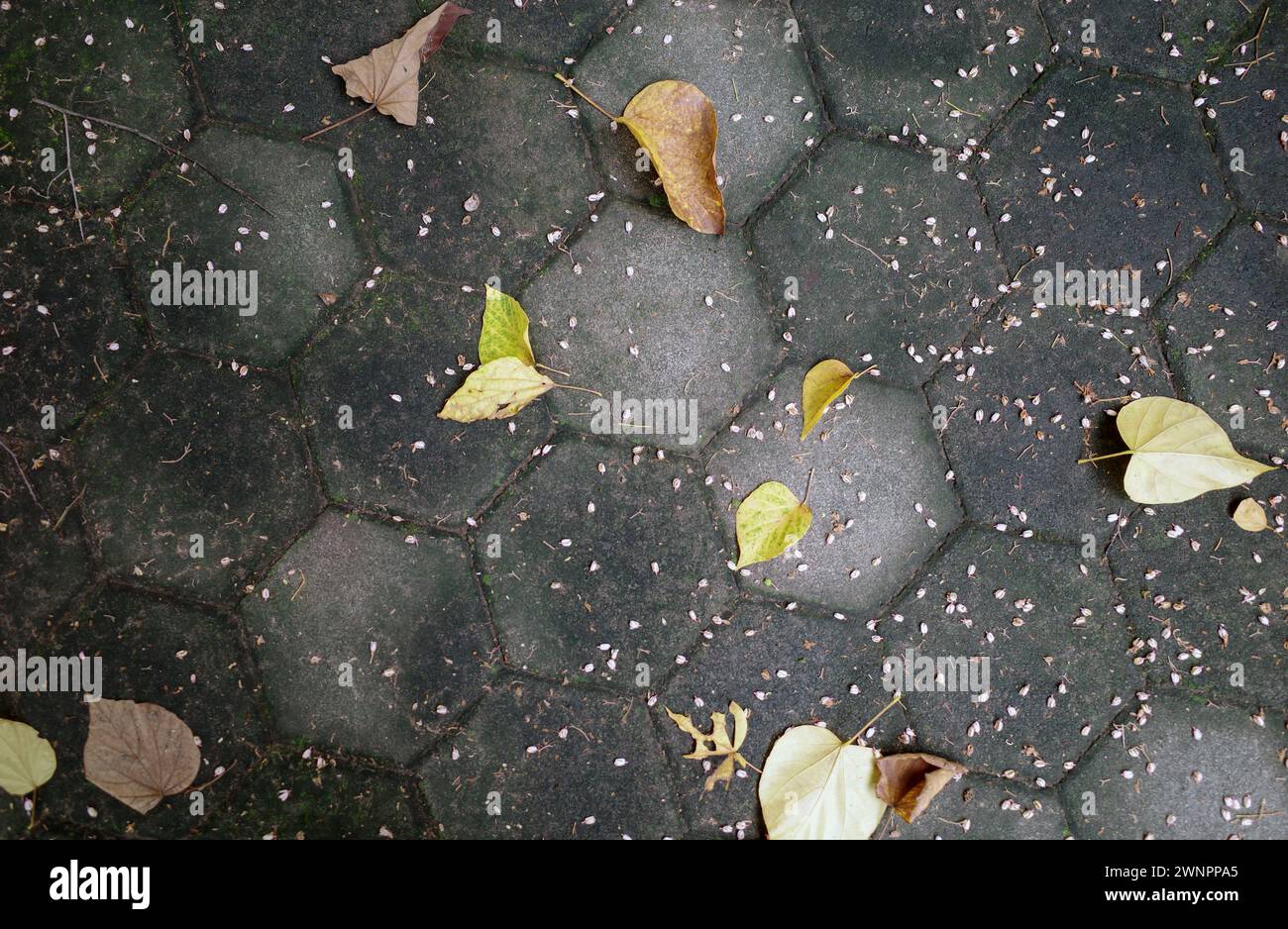 Tahongai, albero ospite (Kleinhovia hospita), conosciuto come fiori di Timoho (Giava, Indonesia), foglie secche e verdi sul terreno. Foto Stock