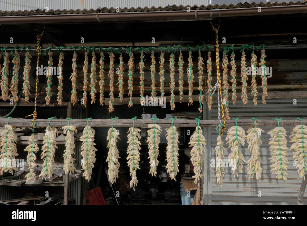 Essiccazione di daikon sul sentiero Yamanobe no Michi, Nara, Giappone Foto Stock