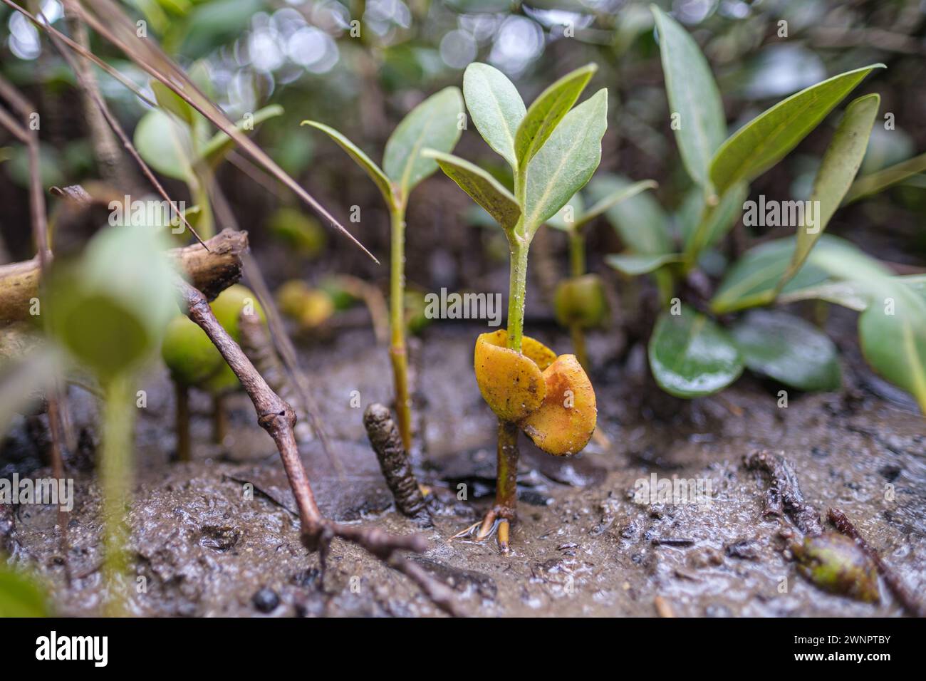 Mangrovie di piantagione con i semi attaccati che si stabilizzano nel fango intertidale Foto Stock