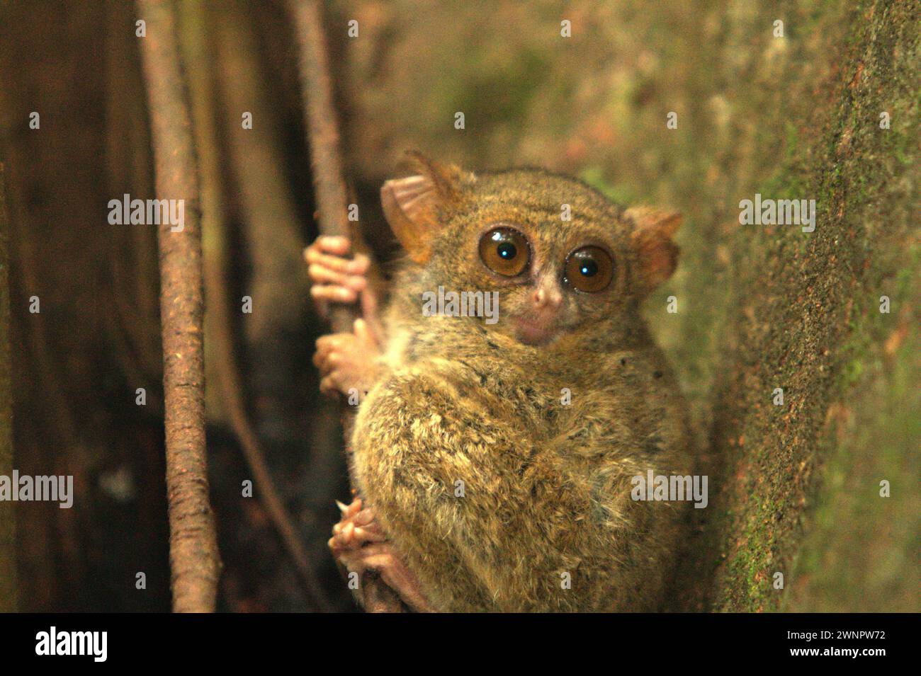 Un tarsier spettrale (Tarsius spectrumgurskyae) nella riserva naturale di Tangkoko, Sulawesi settentrionale, Indonesia. Oltre a questo, il lungo braccio settentrionale dell'isola Sulawesi presenta con altre due specie di tarsieri: Tarsius supriatnai (a Gorontalo) e Tarsius wallacei (a Tinombo), secondo un team di primatologi guidati da Zuliyanto Zakaria nel loro articolo pubblicato su un numero di giugno 2023 di International Journal of Primatology. la conservazione dei primati è una sfida comportamentale e come tale richiede soluzioni comportamentali informate, secondo un altro team di scienziati guidato da Harry Hilser. Foto Stock