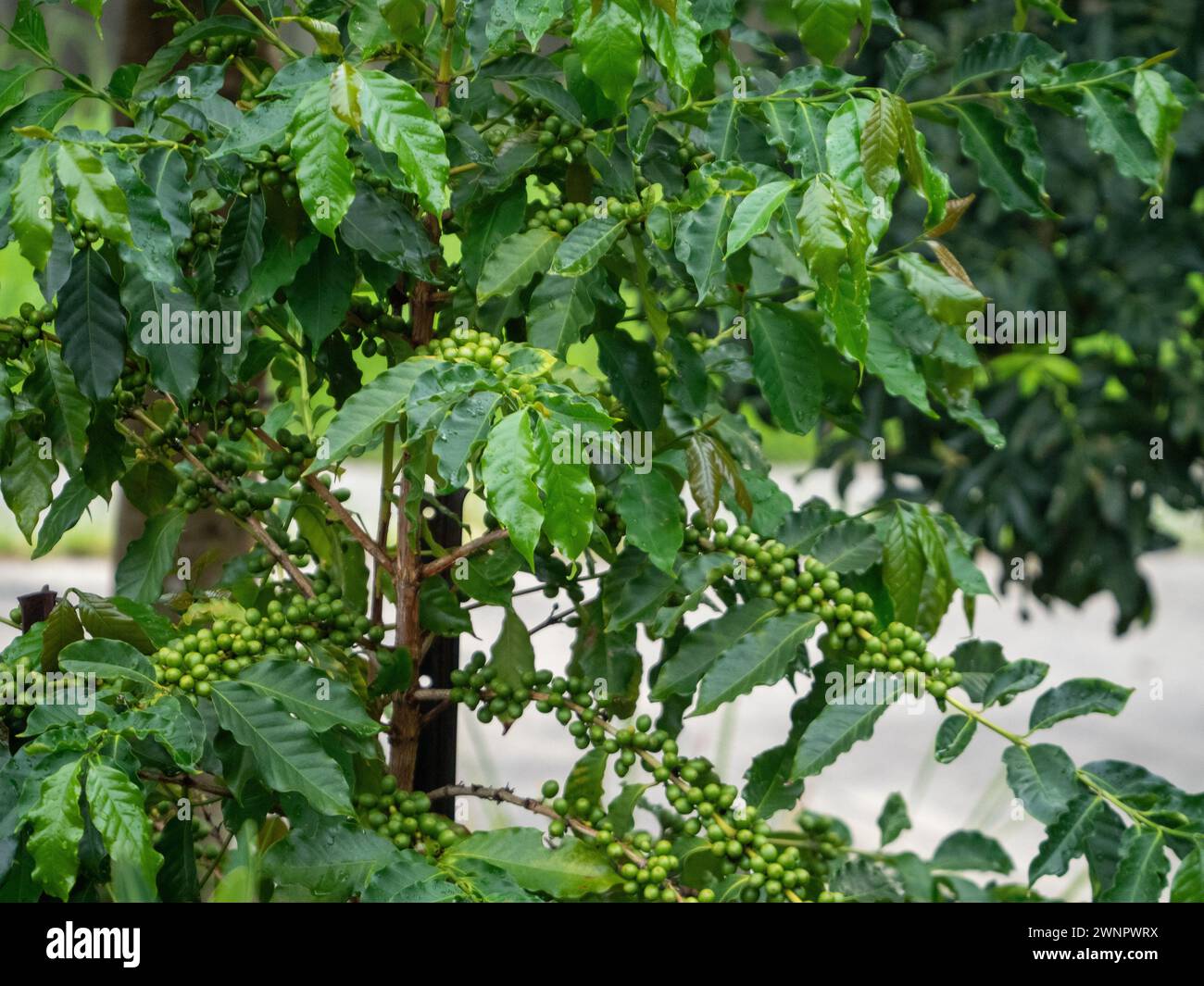 Albero di caffè arabica con bacche verdi o ciliegie che crescono in grappoli lungo i rami Foto Stock