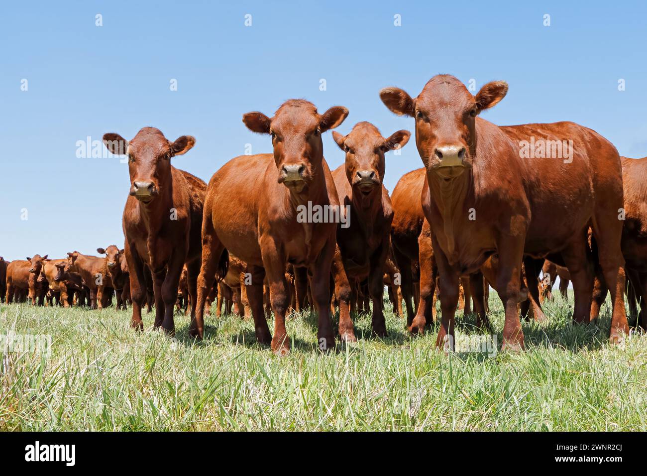 Mucche allevate all'aperto su pascolo verde in una fattoria rurale, Sud Africa Foto Stock