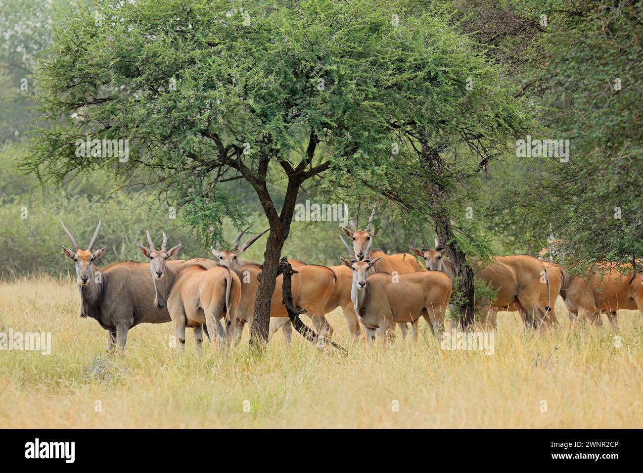 Mandria antilopi eland (Tragelaphus oryx) nel paesaggio della savana, Sudafrica Foto Stock