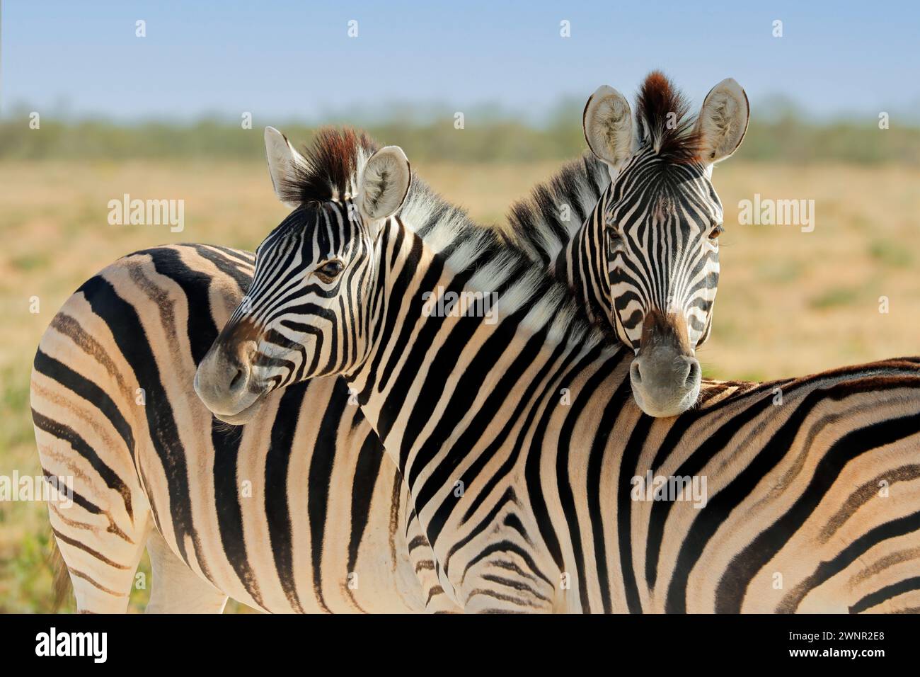 Ritratto di due zebre di pianura (Equus burchelli), Parco Nazionale di Etosha, Namibia Foto Stock