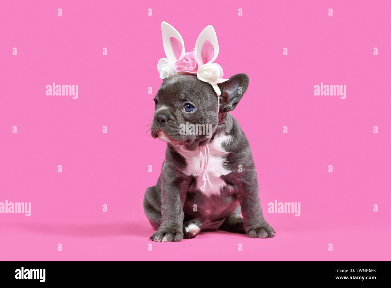 Cucciolo di cane Bulldog francese con orecchie pasquali su sfondo rosa Foto Stock