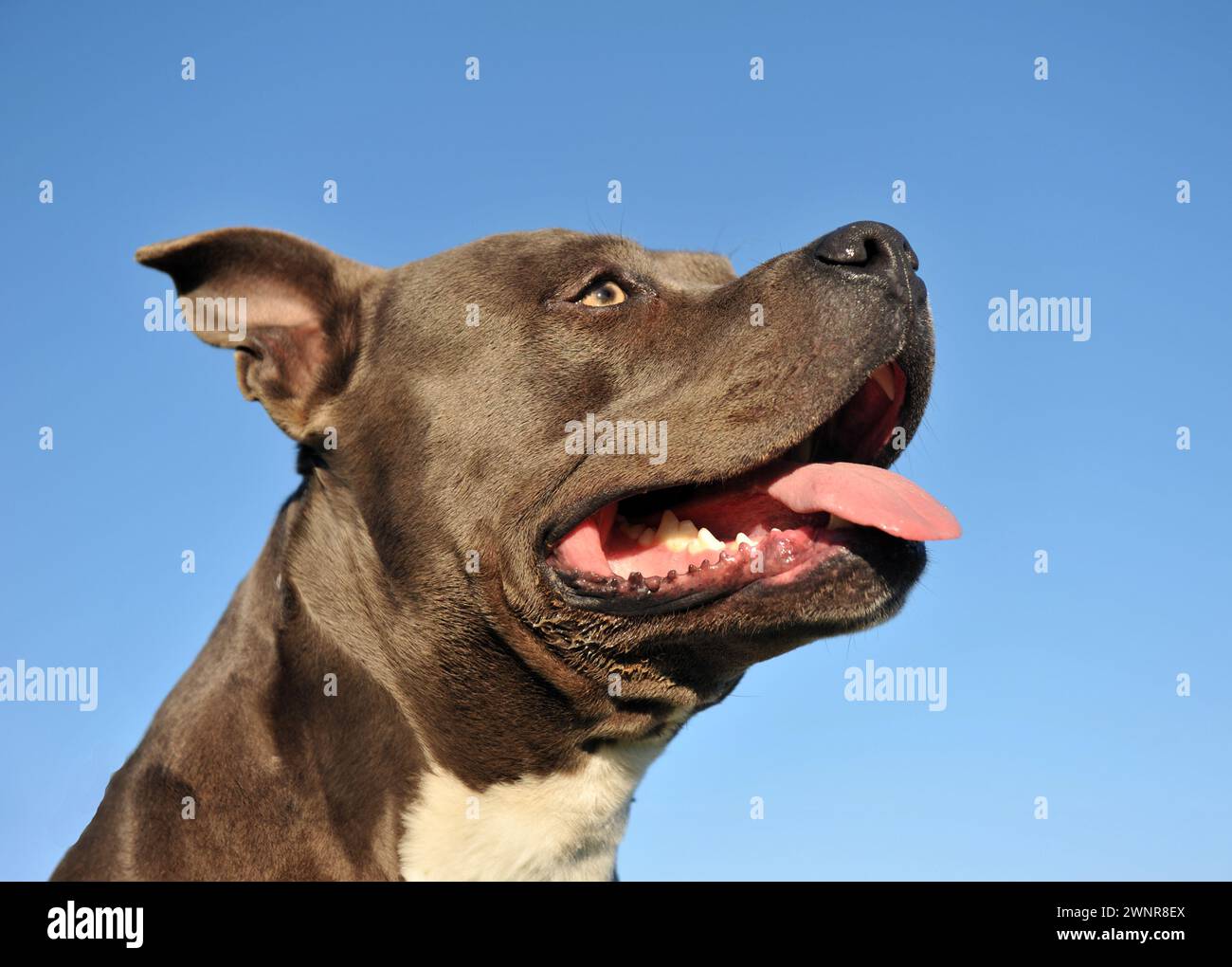 american staffordshire terrier di fronte al cielo blu Foto Stock