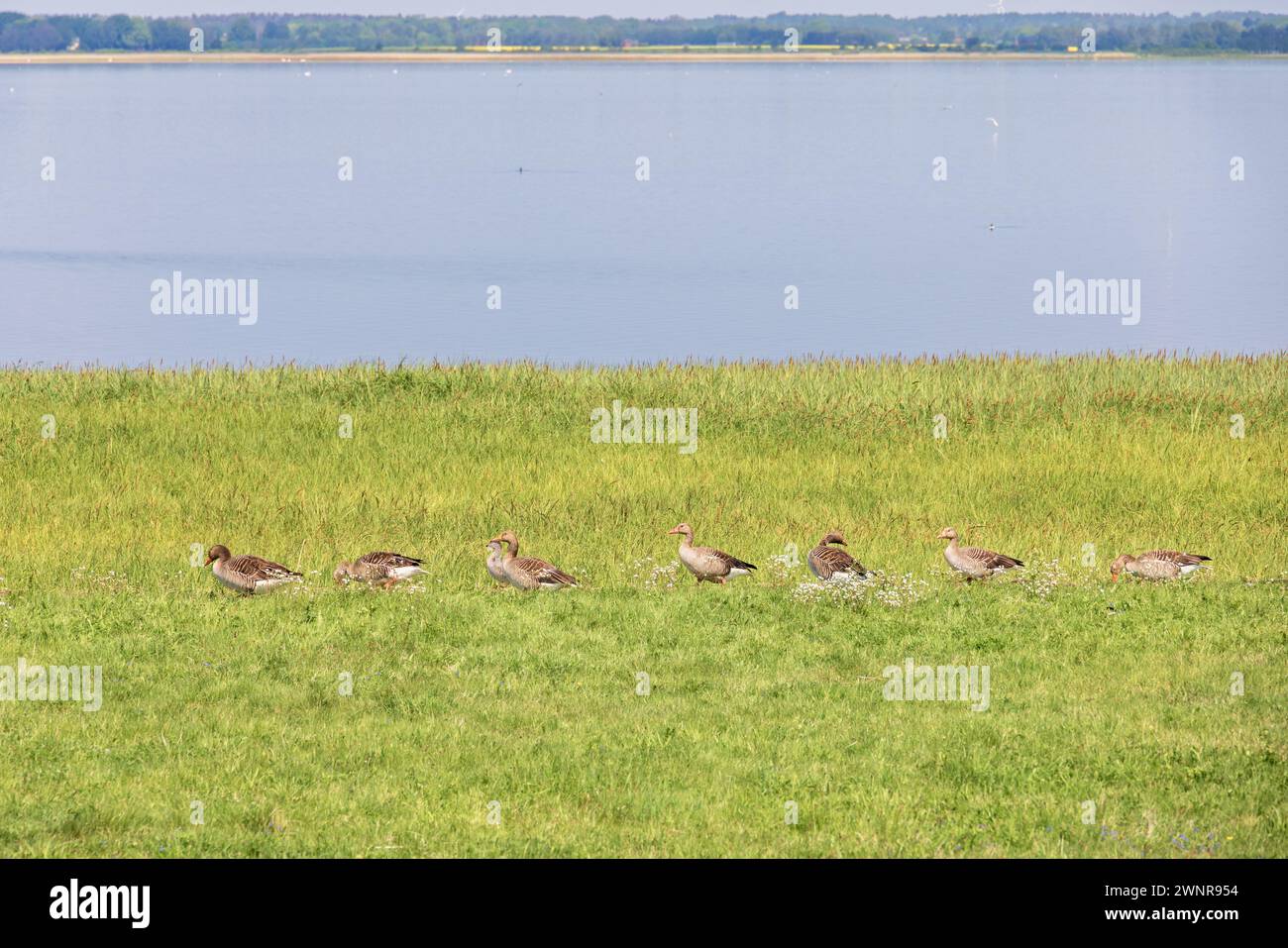 L'oca Greylag che cammina in fila su un prato vicino a un lago Foto Stock