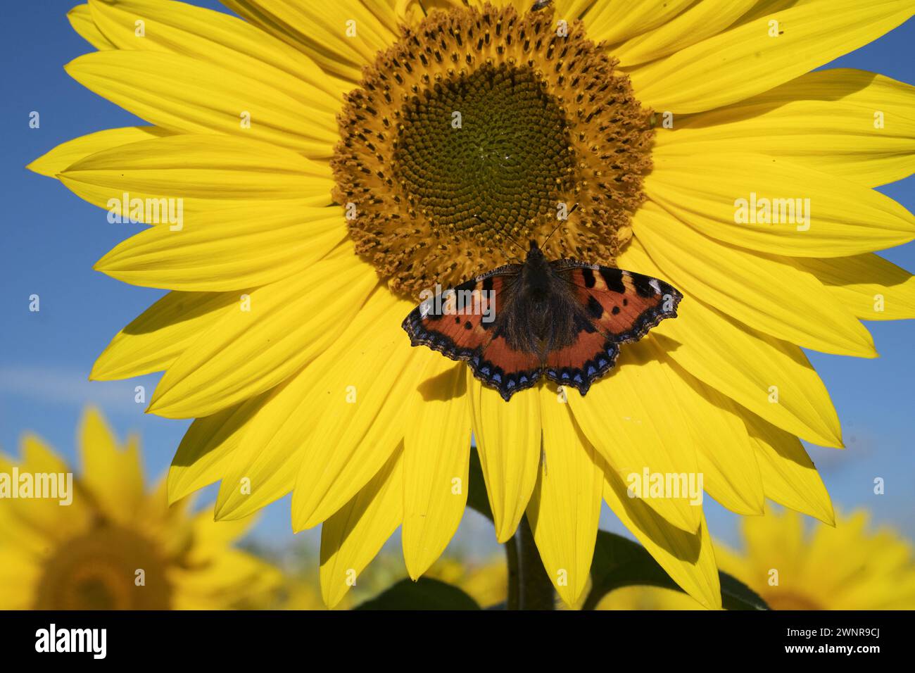 Foto datata 16/09/21 di una piccola farfalla di tartaruga su un girasole in un campo vicino a Ravensworth nel North Yorkshire. Uno studio ha scoperto che la partecipazione a progetti di scienze dei cittadini come il conteggio delle farfalle può ridurre l'ansia e stimolare un senso di connessione con la natura. I ricercatori hanno intervistato i partecipanti al Big Butterfly Count nel 2022, in cui l'associazione benefica Butterfly Conservation ha incoraggiato le persone a trascorrere 15 minuti fuori a contare le farfalle per aiutare gli scienziati a monitorare come stavano andando gli insetti. Data di pubblicazione: Lunedì 4 marzo 2024. Foto Stock