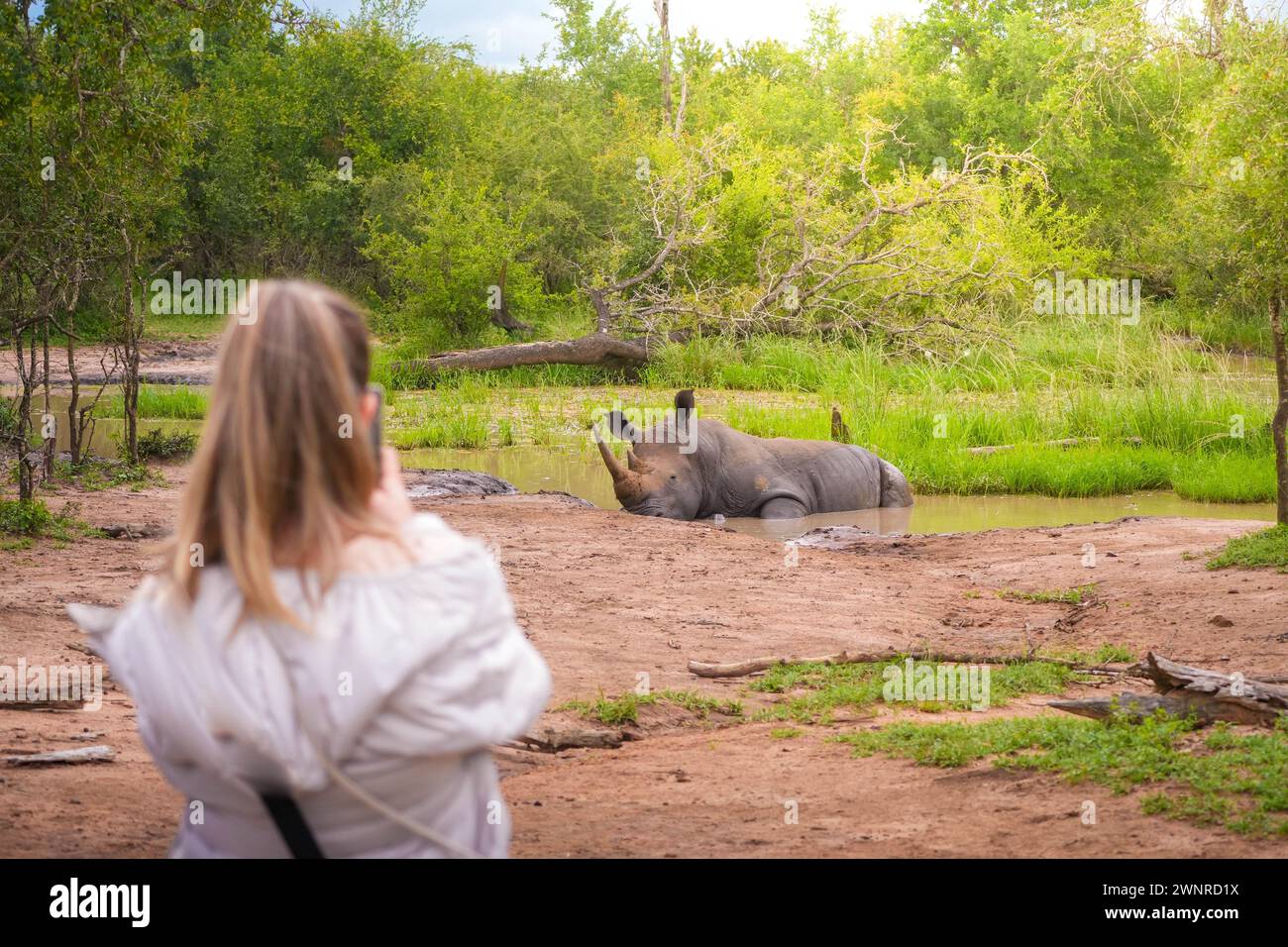 Si vede una donna fotografare un rinoceronte che riposa in acqua, catturando un momento unico nell'habitat naturale. Foto Stock