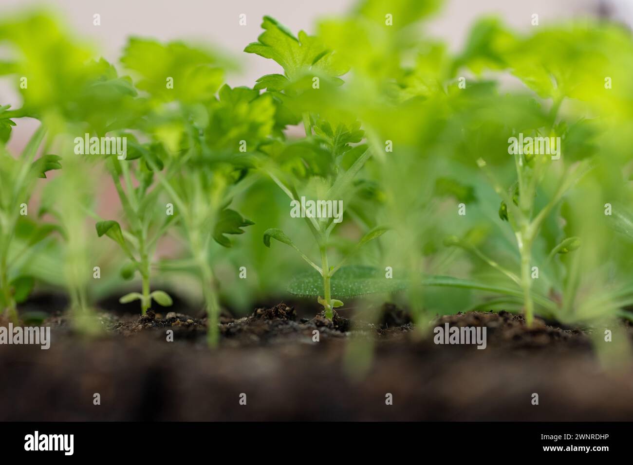 Feverfew piantine in blocchi di terreno. Il blocco del suolo è una tecnica di avvio dei semi che si basa sulla piantatura dei semi in cubetti di terreno piuttosto che in celle di plastica Foto Stock