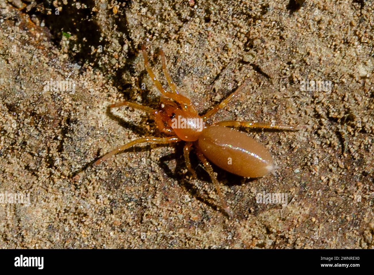 Woodlouse Spider, Dysdera crocata, introdotto in nuova Zelanda dalla regione mediterranea, Nelson, South Island, nuova Zelanda Foto Stock