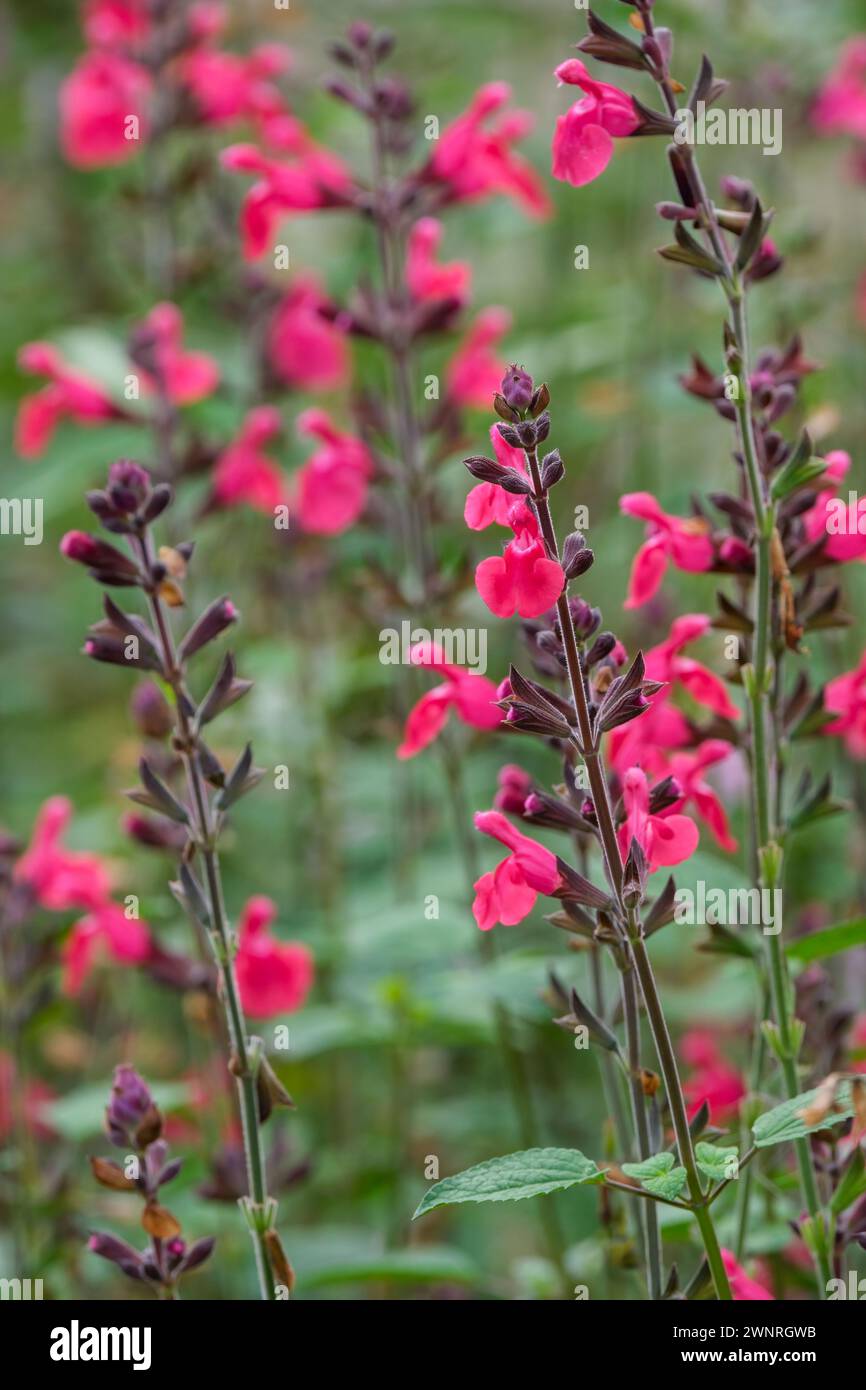 Salvia microphylla Pink Pong, pong rosa salvia, fiori rosa intenso Foto Stock