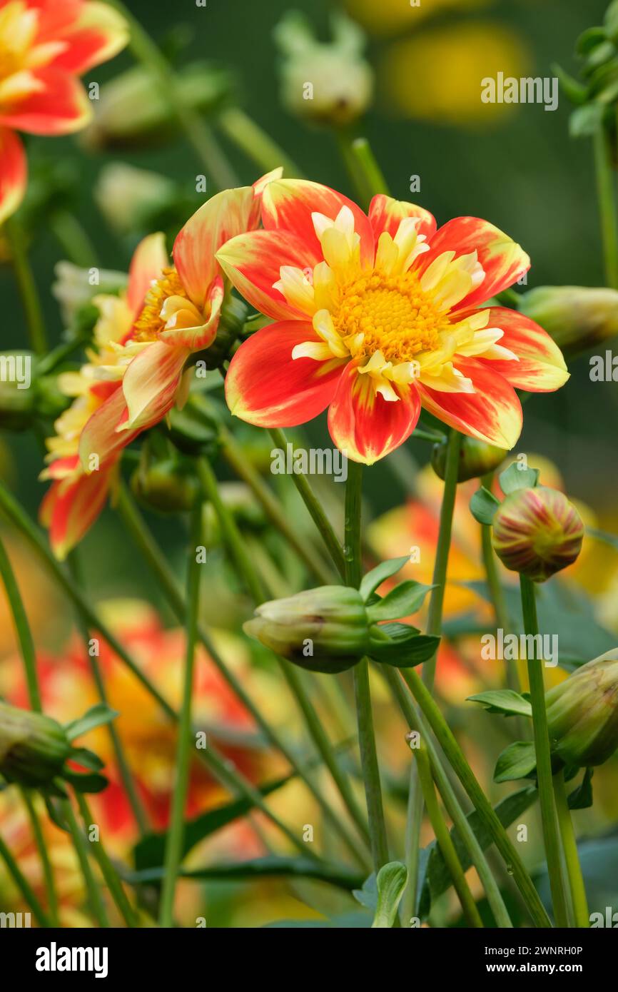 Dahlia Pooh Swan Island, dahlia Pooh, petali rosso-arancio luminosi, anello centrale di piccoli petali dorati arricciati Foto Stock