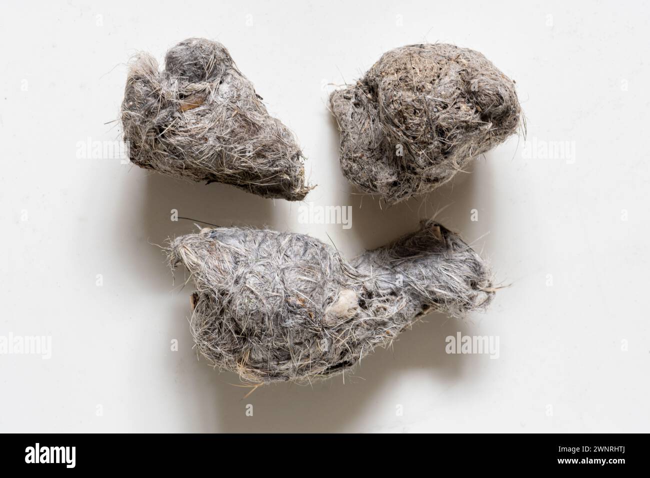 Pellet di gufo di Tawny (Strix aluco), pellet rigurgitato contenente parti non digerite di cibo come pellicce e ossa, Inghilterra, Regno Unito Foto Stock