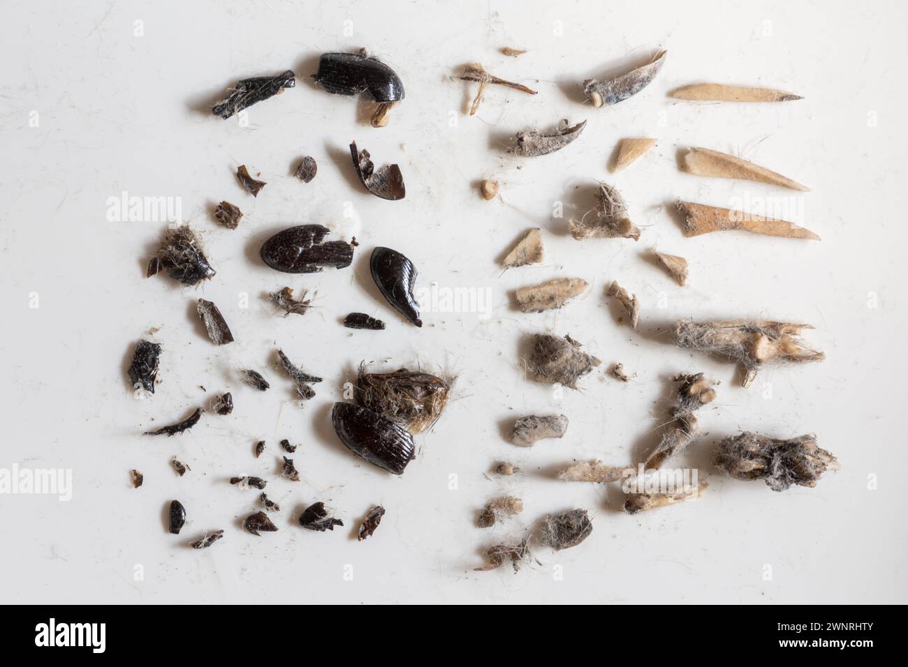 Pellet di gufo tawny dissezionato (Strix aluco) che mostrano il contenuto del pellet rigurgitato, tra cui ossa di piccoli mammiferi, denti ed esoscheletro di coleottero, Regno Unito Foto Stock