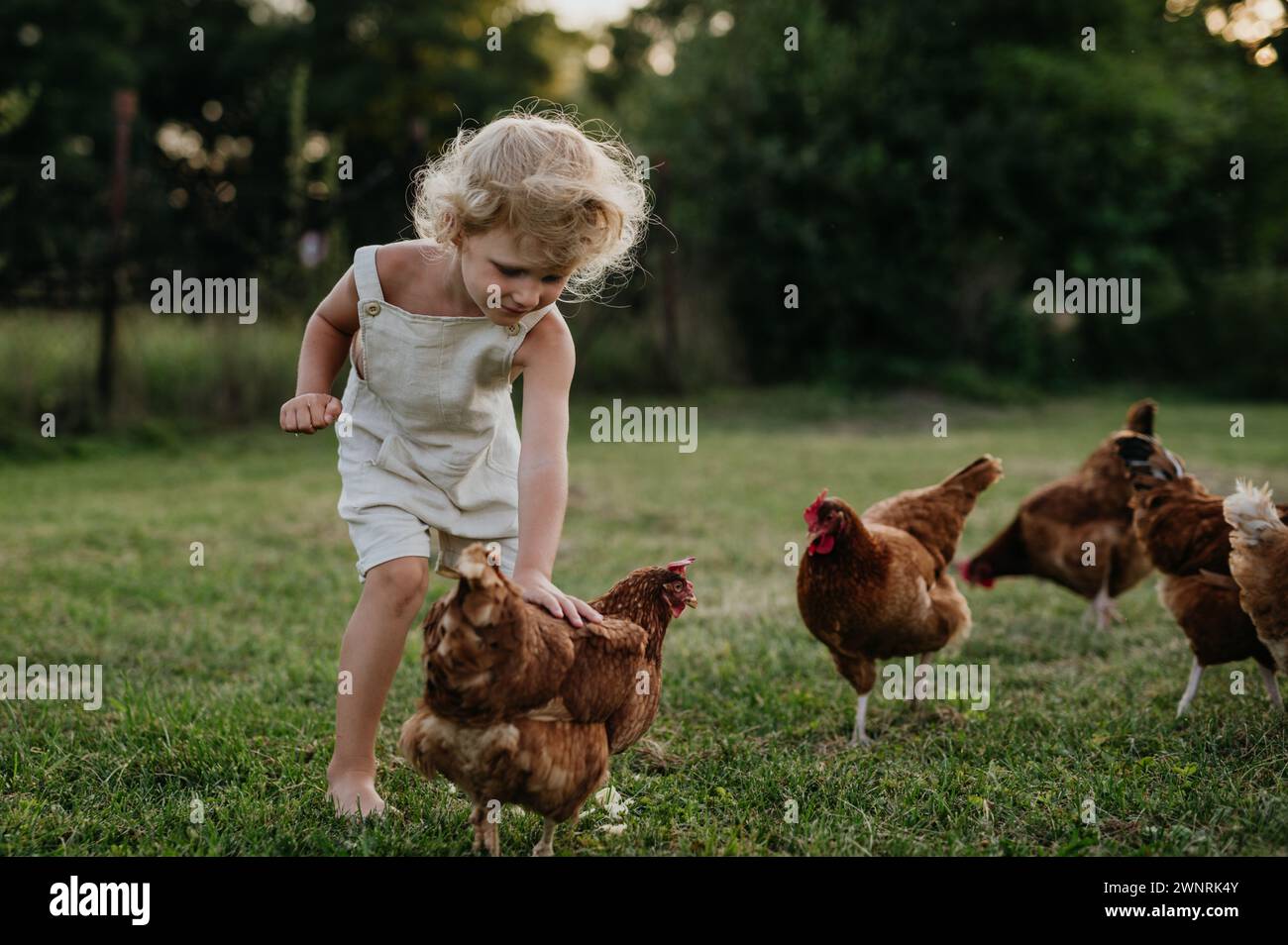Bambina che insegue polli in una fattoria, corre, si diverte durante le vacanze nella casa di campagna dei nonni. Foto Stock