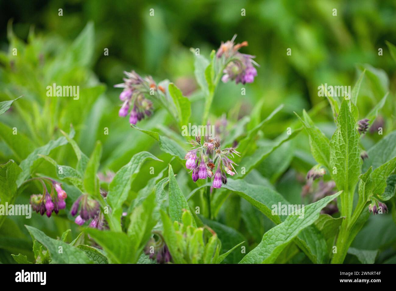 Comfrey (Symphytum officinale). Comfrey è stato usato nella medicina tradizionale per secoli per curare vari disturbi. Ha: Antinfiammatorio, dolore- Foto Stock