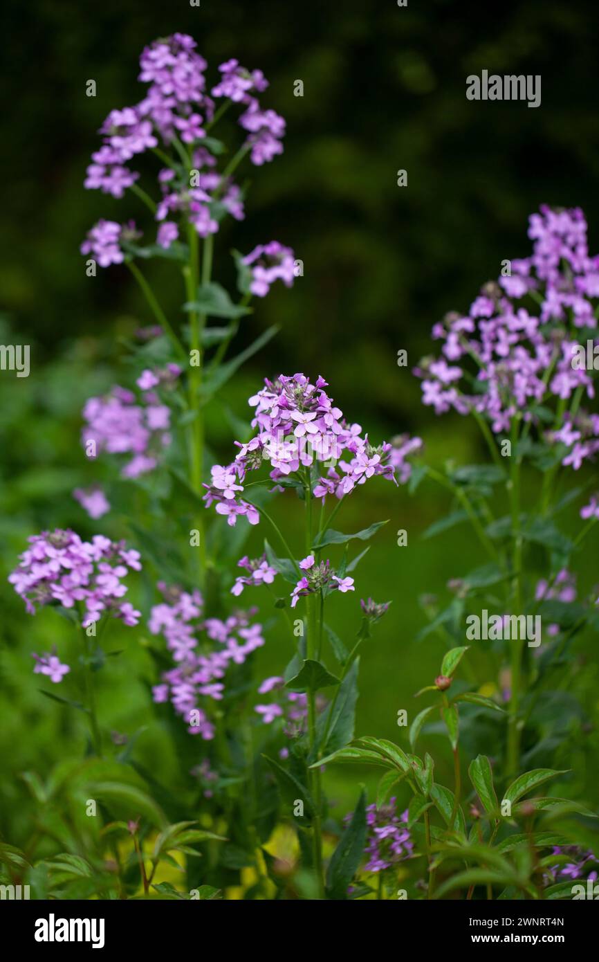 Hesperis matronalis (razzo della dama, razzo dolce): Una pianta perenne biennale o di breve durata originaria dell'Europa e dell'Asia. La pianta era origina Foto Stock