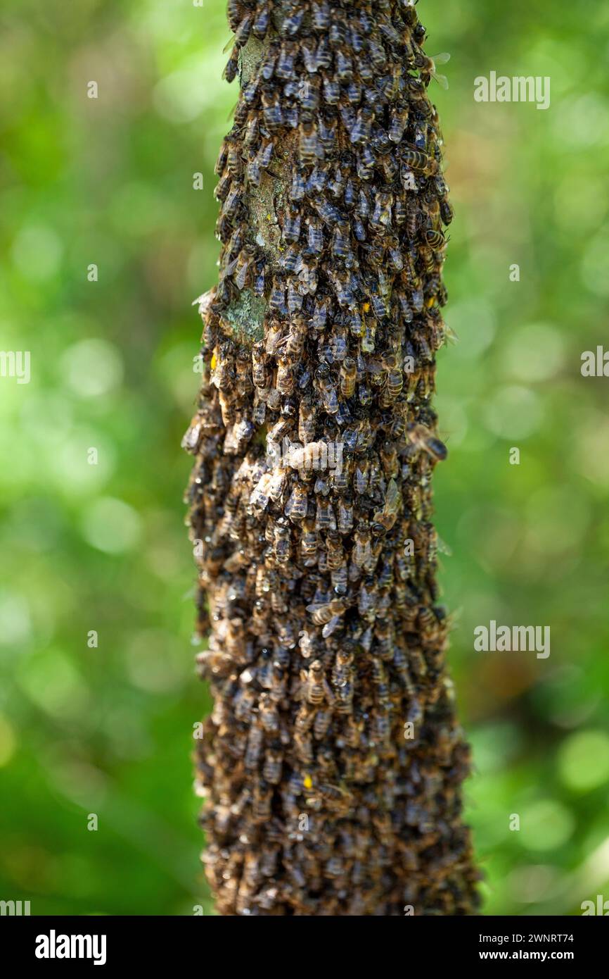 Uno sciame di api è volato fuori dall'alveare in una calda giornata estiva ed è atterrato su un tronco di alberi. L'apicoltore ha spruzzato delicatamente con acqua di menta per evitarli Foto Stock