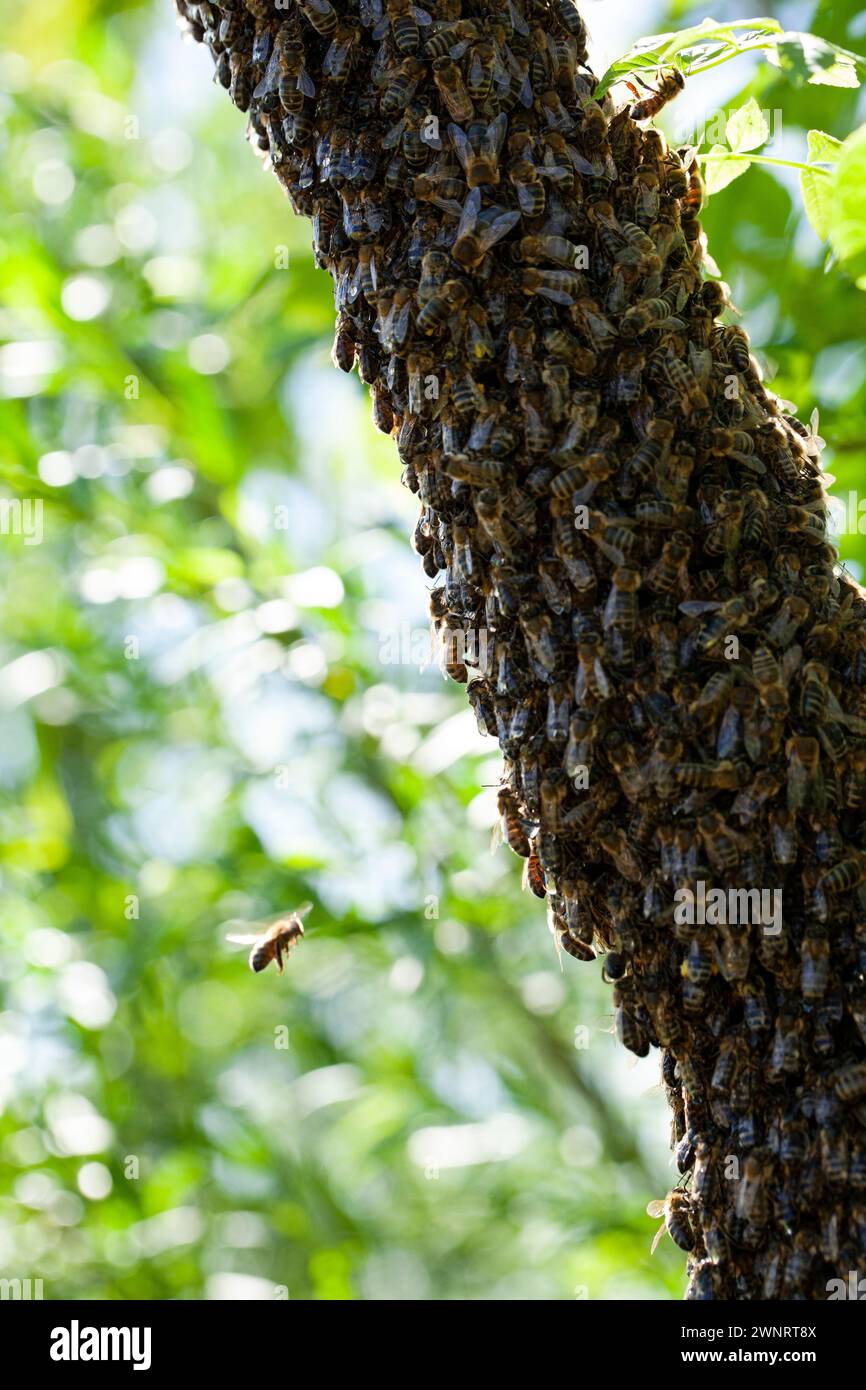 Uno sciame di api è volato fuori dall'alveare in una calda giornata estiva ed è atterrato su un tronco di alberi. L'apicoltore ha spruzzato delicatamente con acqua di menta per evitarli Foto Stock