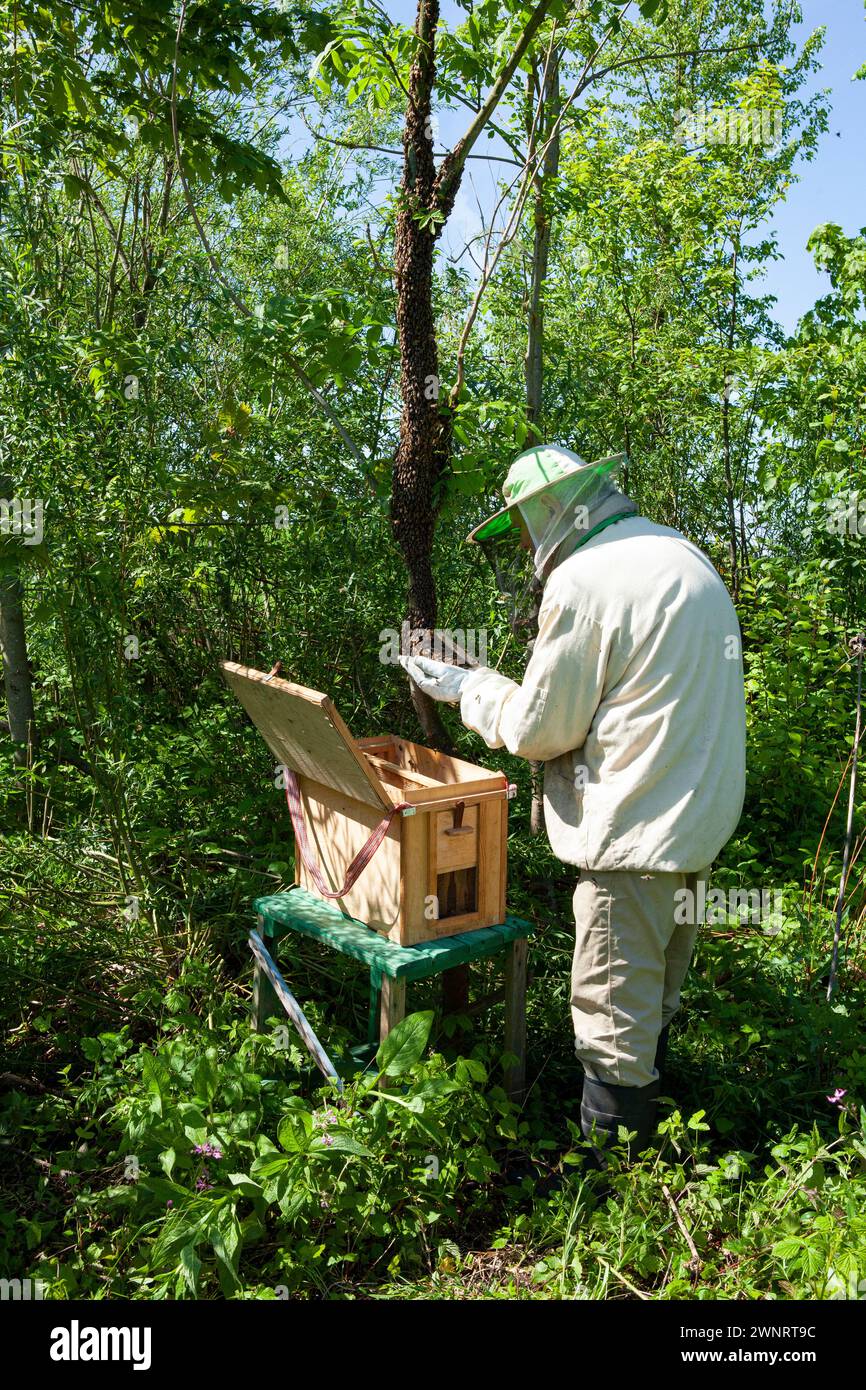In una calda giornata estiva, un apicoltore raccoglie uno sciame di api che è fuggito da un alveare. Spruzza con cura lo sciame di menta e posiziona il Foto Stock