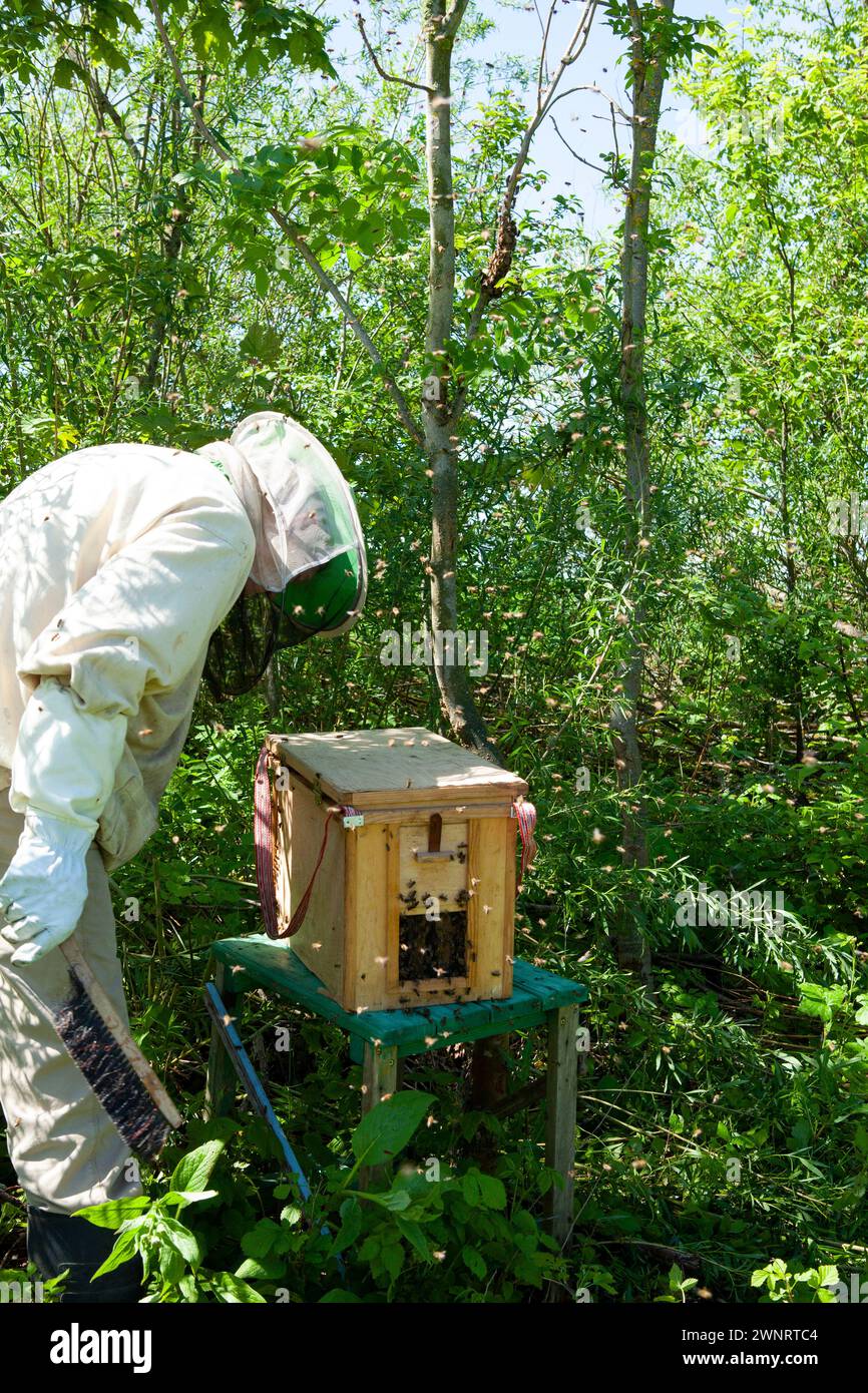 In una calda giornata estiva, un apicoltore raccoglie uno sciame di api che è fuggito da un alveare. Spruzza con cura lo sciame di menta e posiziona il Foto Stock