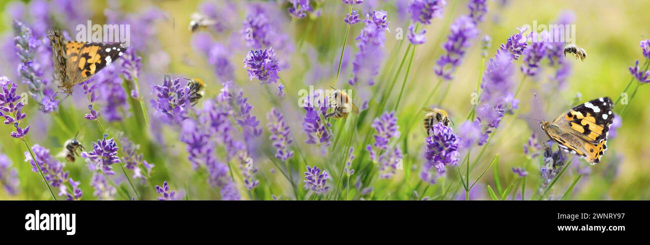 splendida vista panoramica sulla natura panoramica con api mellifere e farfalla che raccolgono polline in fiori di lavanda in un giardino Foto Stock
