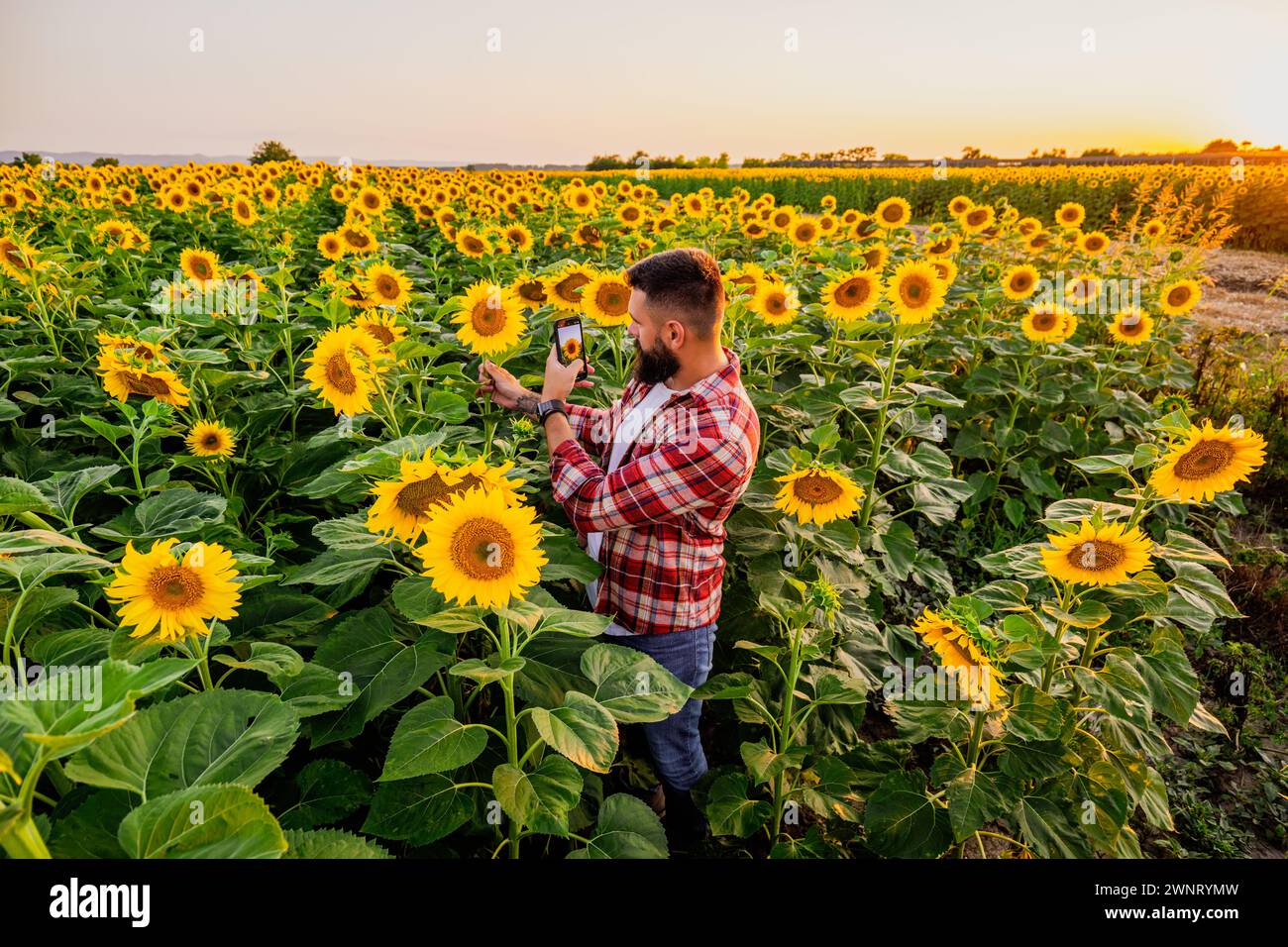 L'agricoltore è in piedi nel suo campo di girasole che è in fiore. Sta esaminando i progressi delle piante. Foto Stock