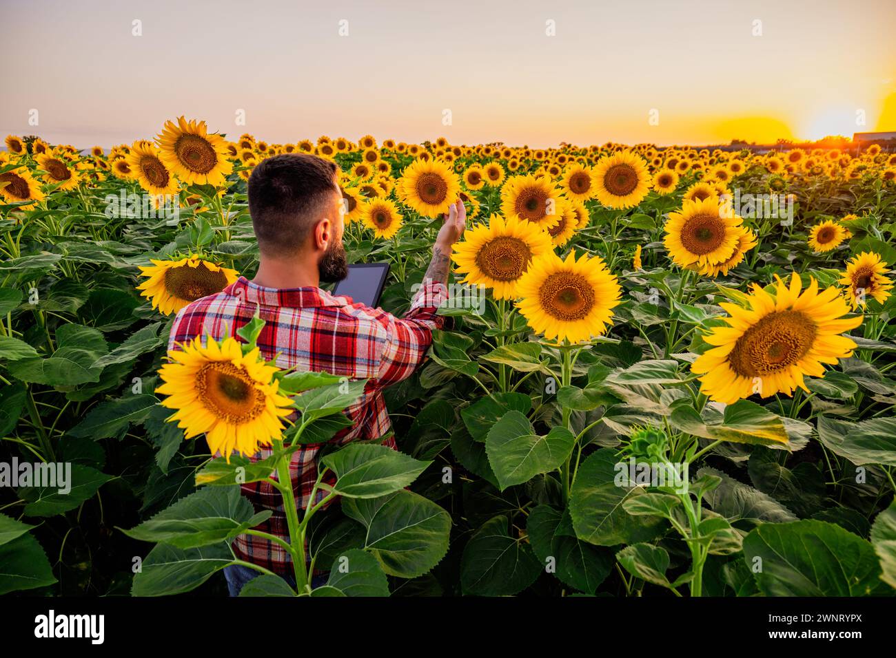 L'agricoltore è in piedi nel suo campo di girasole che è in fiore. Sta esaminando i progressi delle piante. Foto Stock