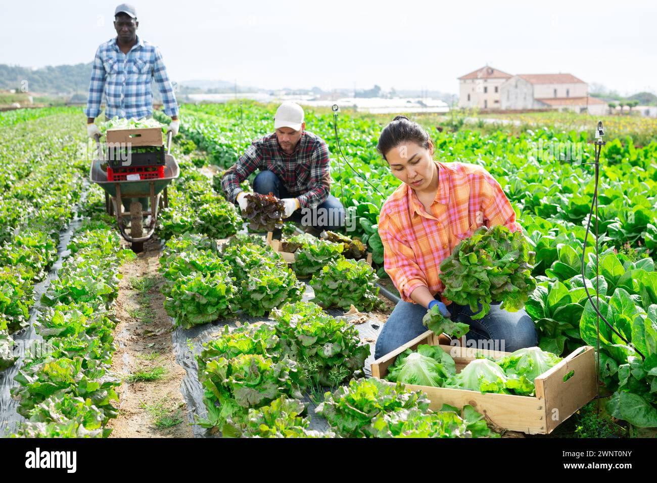 Gruppo multietnico di lavoratori agricoli che raccolgono la lattuga Foto Stock